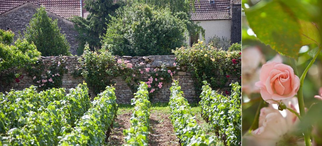 Domaine Violot-Guillemard Panzió Pommard Kültér fotó